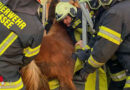 Nö: Pony klemmt in Lassee in Heuraufe