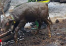 Stmk: Kalb in Möderbrugg (Pölstal) aus Güllegrube gerettet