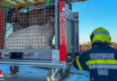 Stmk: Feuerwehr Gnas erfolgreich auf Jagd nach ausgebüxten Ziegen