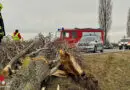 Nö: Pkw fällt bei Trautmannsdorf Baum, Motorblock aus Auto gerissen → 22-Jähriger ums Leben gekommen