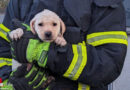 D: Feuerwehr Dortmund rettet innerhalb von zwei Stunden zehn Hunde (1x in Pumpenschacht, 1x in Dachrinne, 8 Tiere in Wohnung)