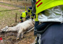 D: Pferd liegt auf matschigem Untergrund → Tierrettung mit Radlader bei Flotwedel