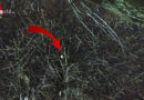 Bgld: Verängstigte Katze in Pinkafeld aus rund 10 m vom Baum geholt