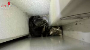 Schweiz: Katze in Chur hinter schwerem Tresor eingeklemmt