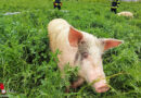 Oö: Ein schweinischer Einsatz für die Feuerwehr Losensteinleiten in Wolfern