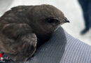 Nö: Pech-Vögel in St. Pölten → zwei Tierrettungen an einem Tag