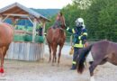 Nö: Brandeinsatzübung im neuen Pferdezentrum Wolfsgraben