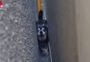 D: Hund klemmt in Fuge zwischen zwei Garagen in Dinslaken