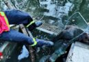 Nö: Biber hinter Gitter → Tierrettung in Kottingbrunn