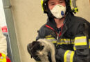 Nö: Zwei Katzen aus Brandwohnung durch Feuerwehr in Baden gerettet