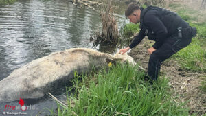 D: Feuer- und Bundeswehr etten Kuh „Flocke“ in Etzleben aus Gewässer