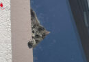 D: Katze klemmt in Lage in gekipptem Fenster