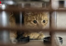 Nö: Ungewöhnlicher Feuerwehreinsatz in Wiener Neudorf: Katze stürzt hinter Einbaukühlschrank