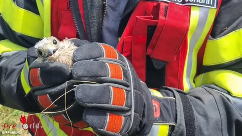 Ktn-Junger-Turmfalke-und-Igel-in-Althofen-von-Feuerwehr-gerettet