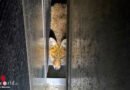 Bayern: Tierischer Auftritt im Olympiapark in München