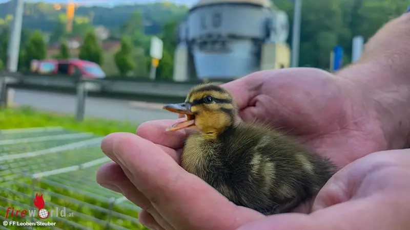 Stmk-11-Entenleben-von-der-Feuerwehr-in-Leoben-gerettet