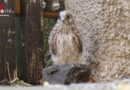 Bayern: Junger Greifvogel von Feuerwehr in Augsburg in Sicherheit gebracht