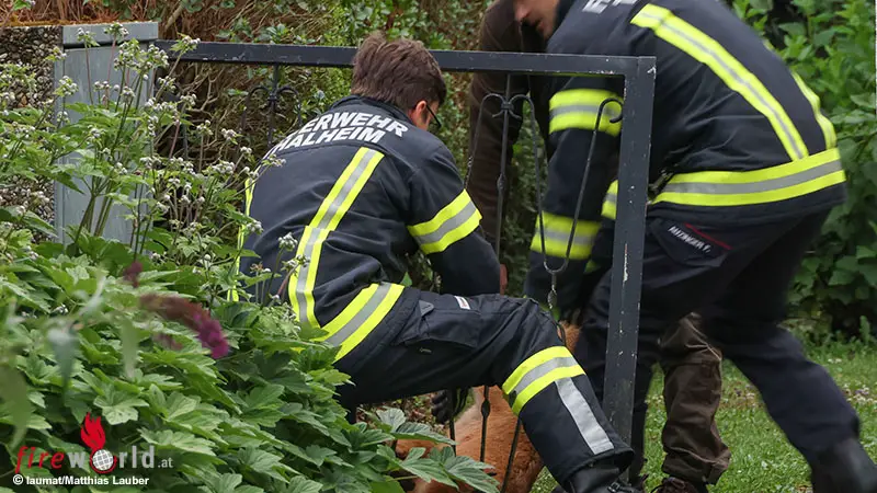 O-Feuerwehr-und-J-ger-befreien-eingeklemmten-Rehbock-aus-Gartentor-in-Thalheim-bei-Wels