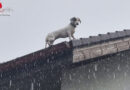 Nö: Feuerwehr rettet Hund von Dach einer mehrstöckigen Wohnhausanlage