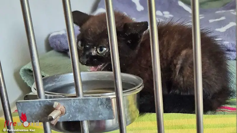 D-Kampflustige-Katze-entpuppt-sich-als-K-tzchen