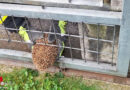 Nö: Tierrettung in St. Pölten → Igel aus Gartenzaun befreit