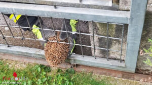 N: Tierrettung in St. Plten ? Igel aus Gartenzaun befreit