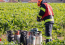 Oö: Fahrzeugbrand in Marchtrenk → Gasflaschen erschwerten Löscharbeiten