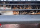 Oö: Rettung eines Kätzchens aus dem Kühlergrill eines Pkw