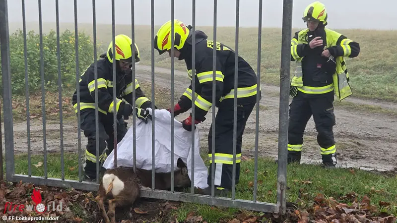 Bgld-Reh-in-Leithaprodersdorf-aus-Zaun-befreit