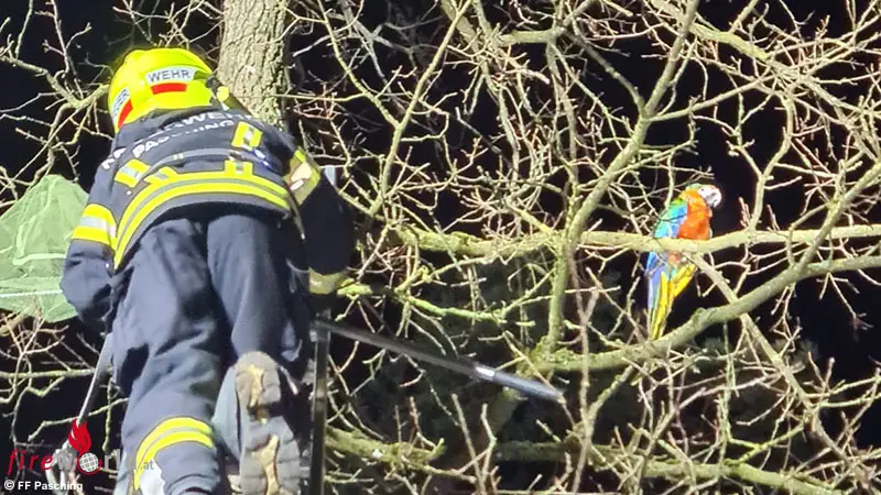 O-Exotischer-Gast-sorgte-f-r-ungew-hnlichen-Feuerwehreinsatz-in-Pasching