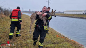 Tierrettung_St-Valentin Nö: Feuerwehr St. Valentin fischte entkräftetes Reh aus Enns-Kanal