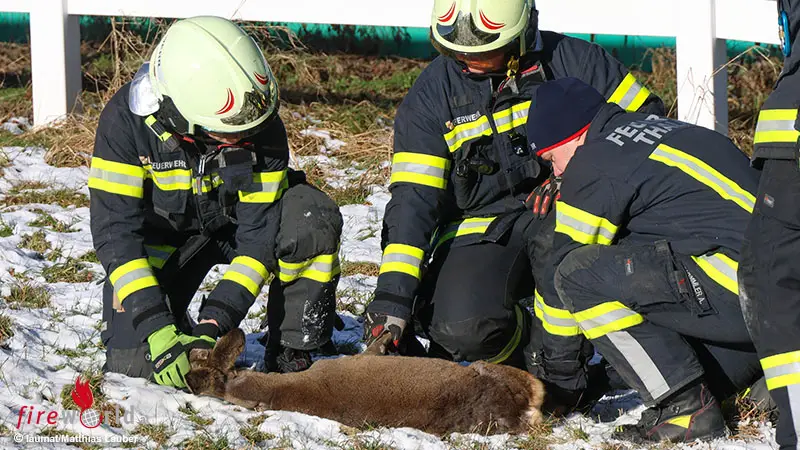 O-Im-Zaun-eingeklemmt-Reh-in-Thalheim-bei-Wels-durch-Feuerwehr-und-J-ger-gerettet