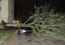 D: Schwerer Baum stürzt bei Hauszufahrt auf Pkw