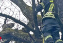 Nö: Abgängige Katze nach zwei Tagen von Feuerwehr gerettet
