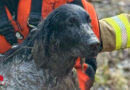 D: Hund aus Moorgebiet in Stuttgart gerettet