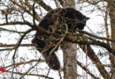 Oö: Erst kam die Feuerwehr, dann ein Baumkletterer → Katze in Wels vom Baum geholt