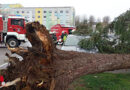 Bgld: Umstürzender Baum streift in Pinkafeld zwei geparkte Autos