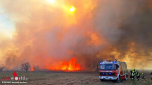 IllmitzFlur1 Bgld: 35-Hektar-Schilf- und Flurbrand bei starkem Wind zwischen Illmitz und Podersdorf ? Brandeinsatz B3