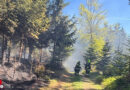 Nö: 13 Feuerwehren bei Waldbrand in Krumbach