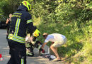 Bgld: Schwer verletzten Greifvogel in Neufeld gerettet