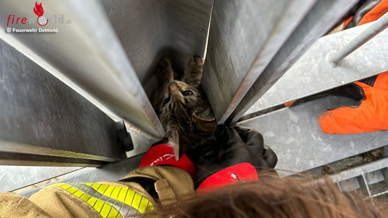 D-Katze-steckte-in-Stahltr-ger-fest