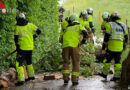 T: Umstürzender Baum verletzt eine Person