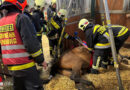 Nö: Tierrettung in Laxenburg: Feuerwehr hilft Pferd beim Aufstehen