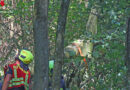 Oö: Mann im steilen Gelände unter Baum eingeklemmt