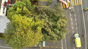 Schweiz: Baum st�rzte in Thunstetten auf Kind