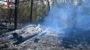 Wien_Lobau1 Wien: Vegetations-Großbrand in der Lobau bei Eßlinger Furt: Rund 18 Hektar betroffen