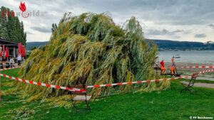D: Baum auf Liegewiese gestürzt