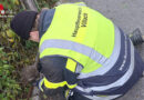 Ktn: Igel in Villach in Zaungeflecht verfangen