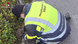 Ktn: Igel in Villach in Zaungeflecht verfangen