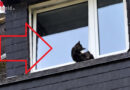 Nö: Katzenrettung in Ybbsitz: Feuerwehr befreit in Fenster eingeklemmtes Tier